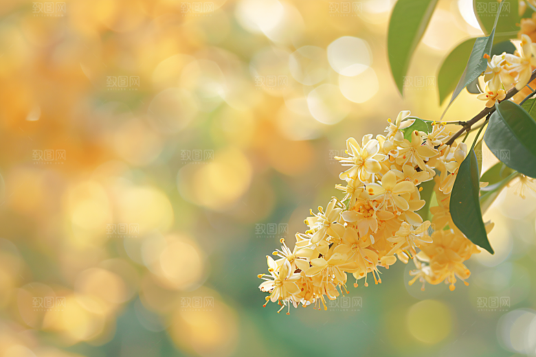 桂花金桂树木摄影图