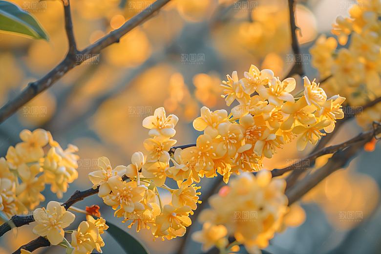 桂花唯美芳香摄影图