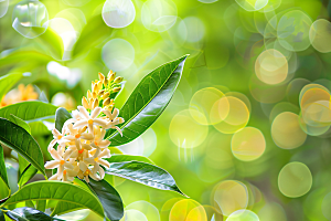 桂花芳香秋季摄影图