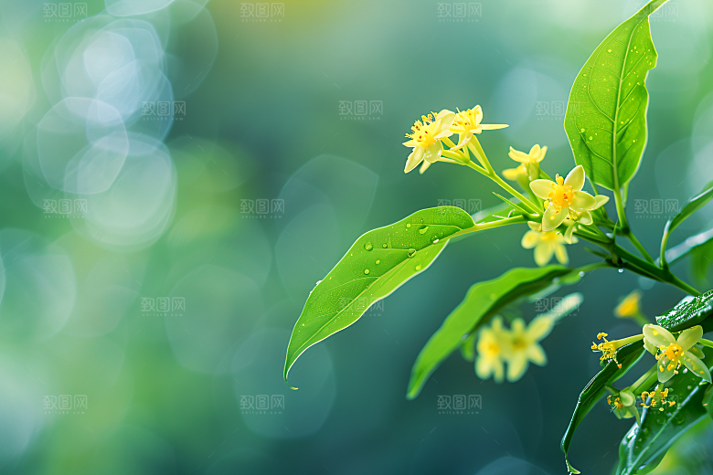 桂花秋季清新摄影图