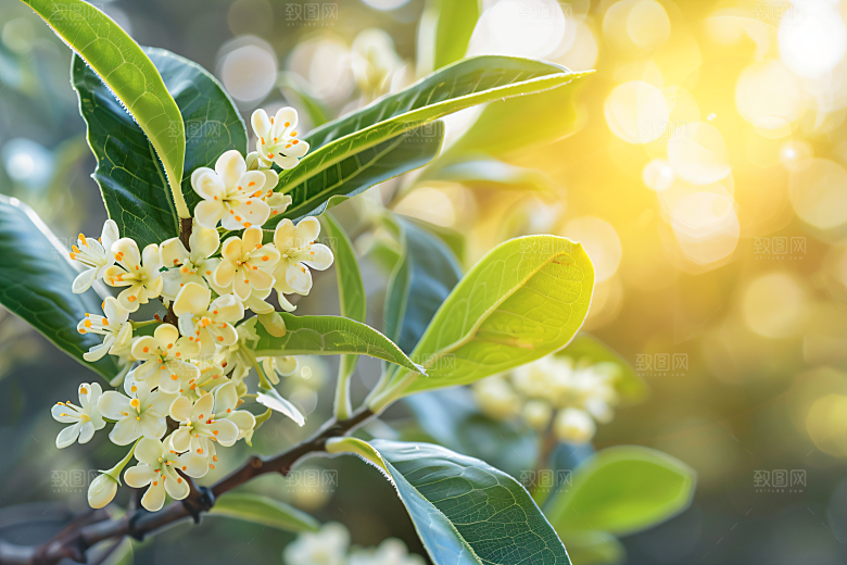 桂花芬芳清新摄影图