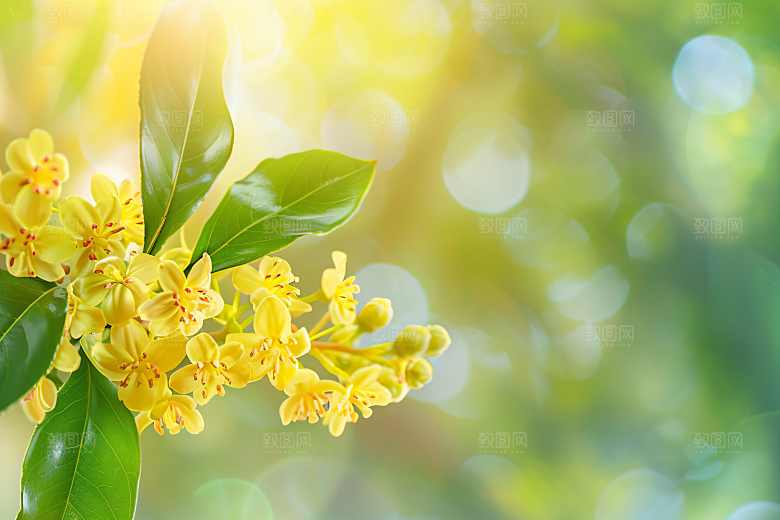 桂花花卉金桂摄影图