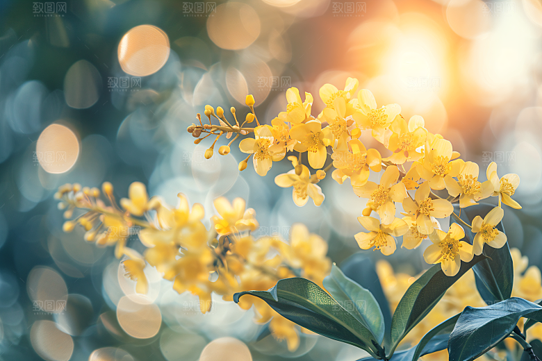 桂花芬芳金桂摄影图