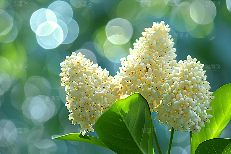 桂花花朵花卉摄影图
