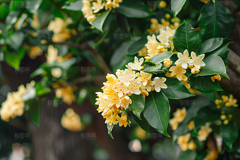 桂花花卉清新摄影图