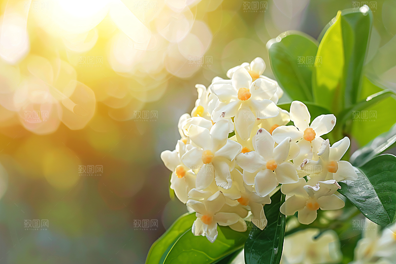 桂花花朵植物摄影图