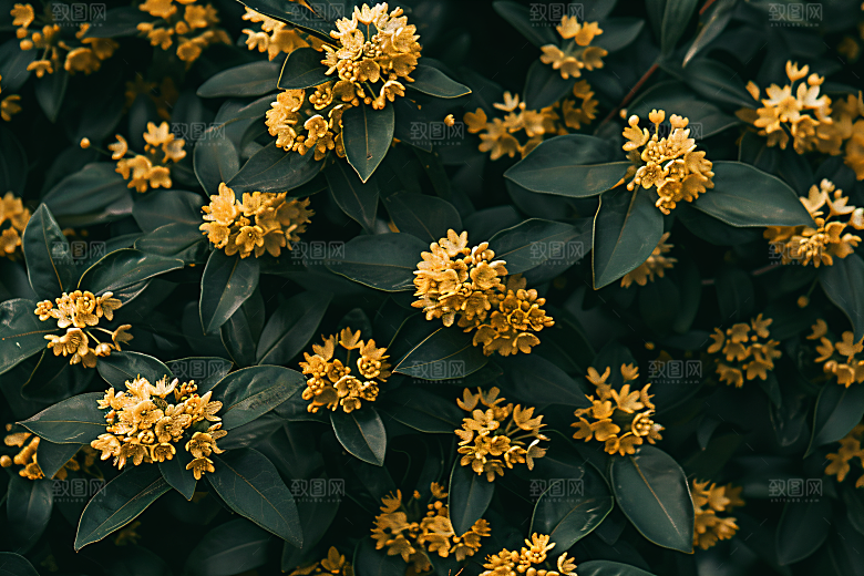 桂花芬芳自然摄影图