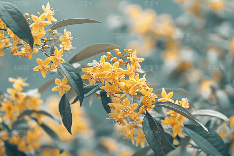 桂花秋季高清摄影图