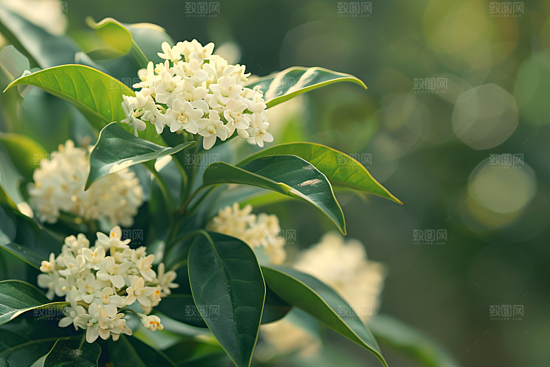 桂花花朵初秋摄影图
