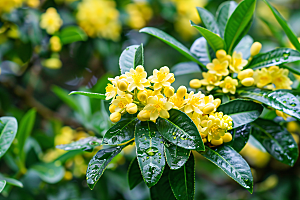 桂花植物芳香摄影图