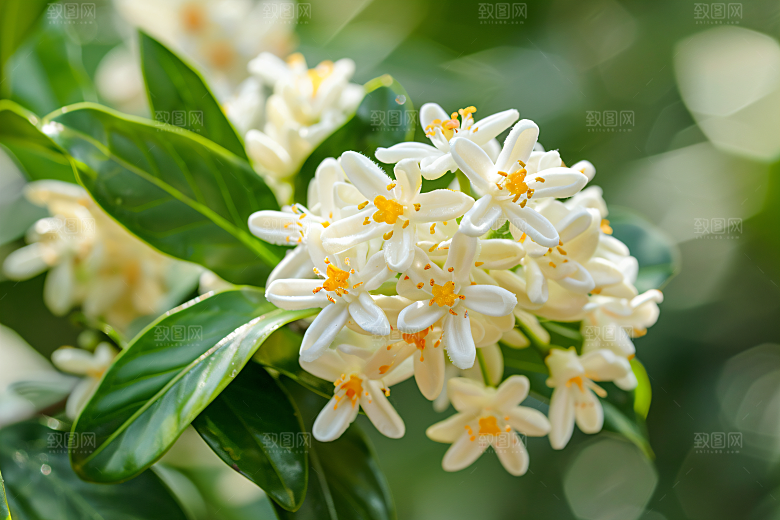 桂花花卉花朵摄影图