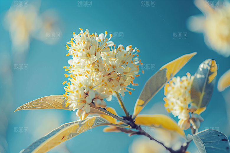 桂花金桂花卉摄影图