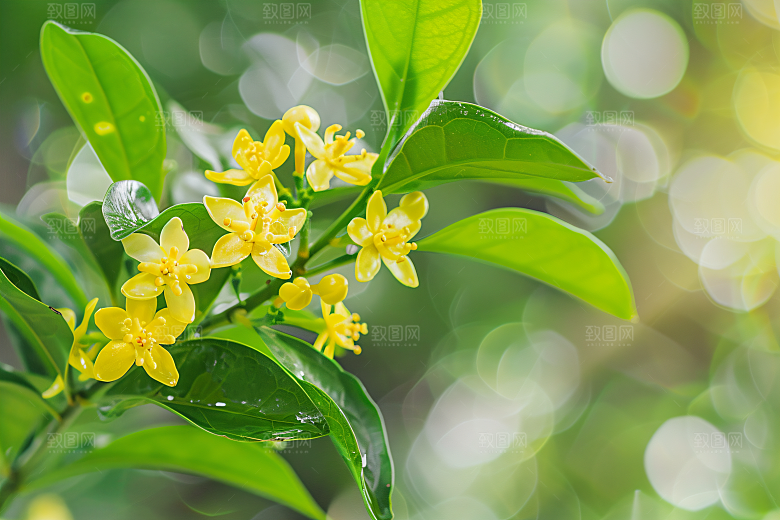 桂花四季桂花卉摄影图