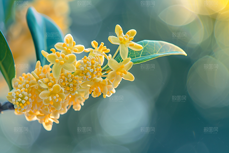 桂花金桂自然摄影图