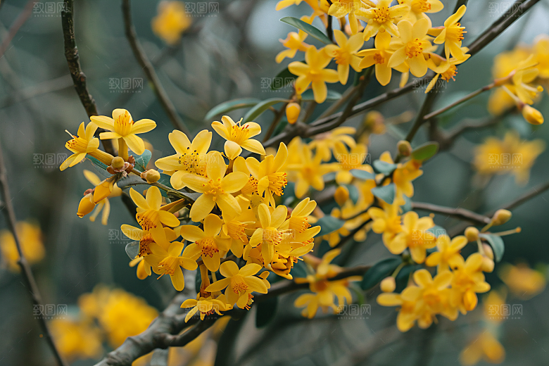 桂花金桂植物摄影图