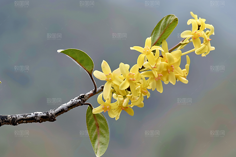 桂花四季桂花朵摄影图
