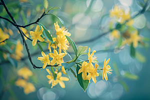 桂花秋季花卉摄影图