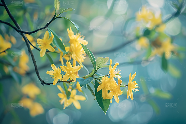 桂花秋季花卉摄影图