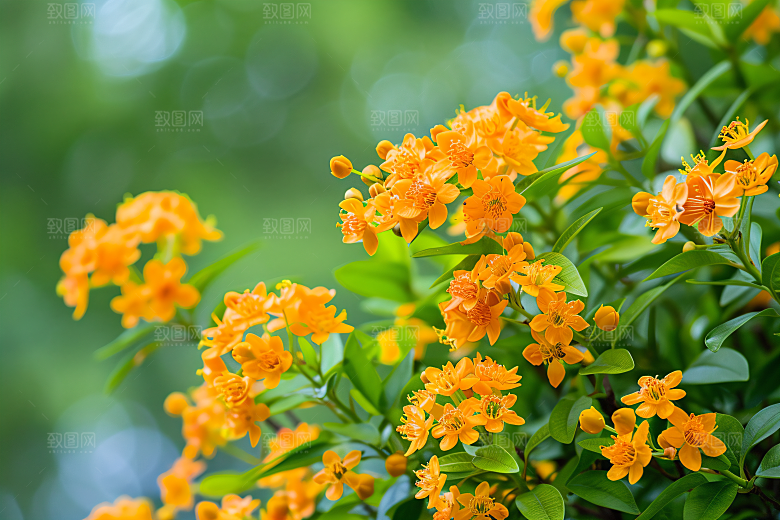 桂花金桂树木摄影图