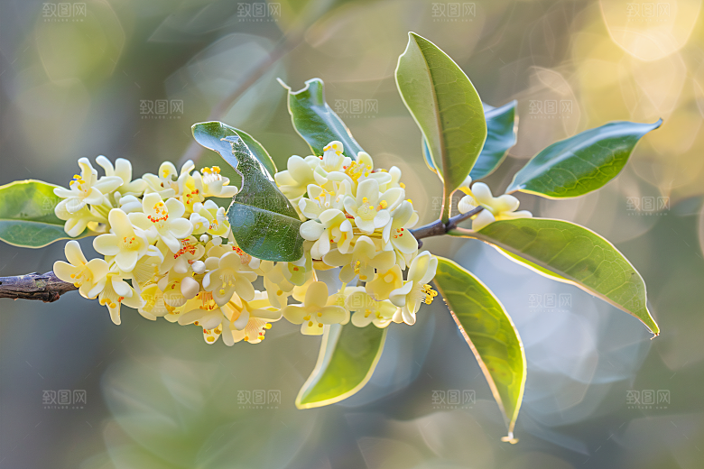桂花秋季高清摄影图