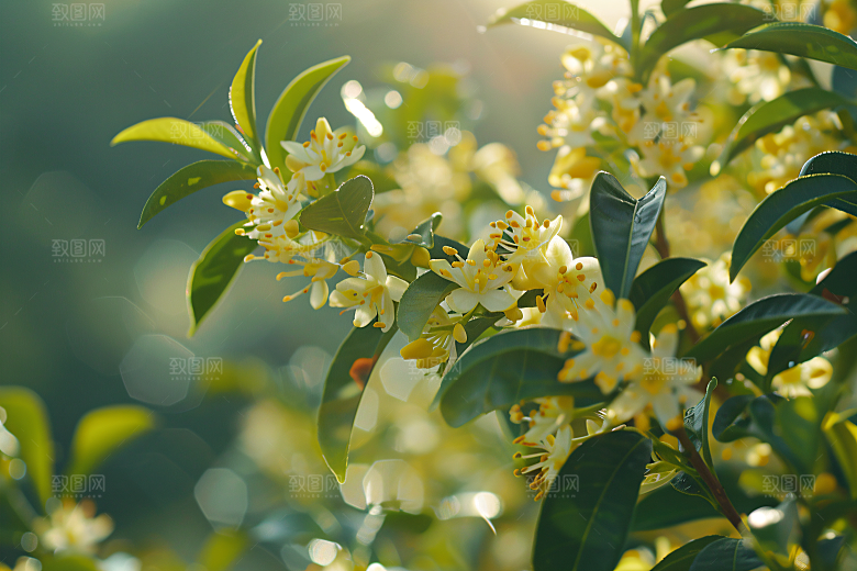 桂花清新自然摄影图