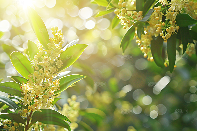 桂花花卉自然摄影图