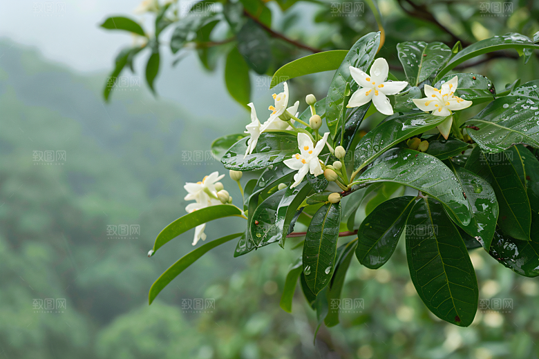 桂花花朵树木摄影图