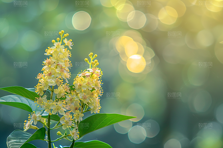 桂花清新金桂摄影图