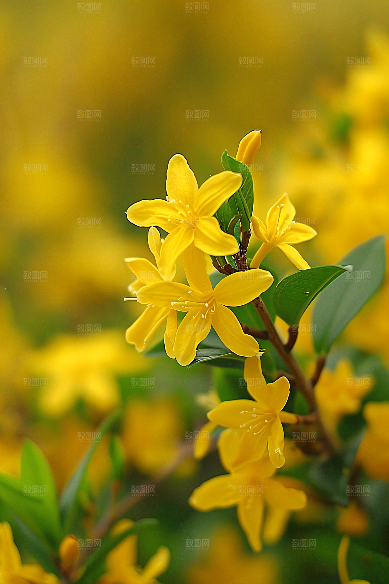 桂花树木金桂摄影图