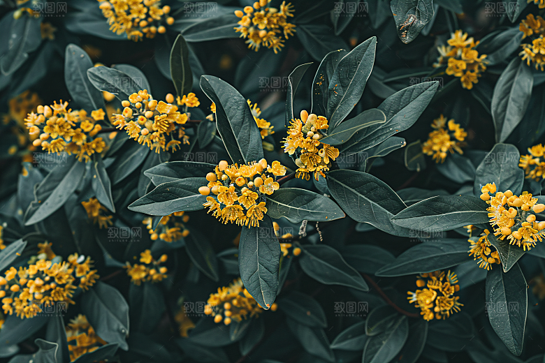 桂花初秋树木摄影图
