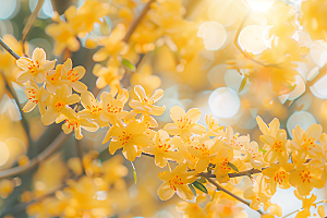 桂花四季桂花卉摄影图