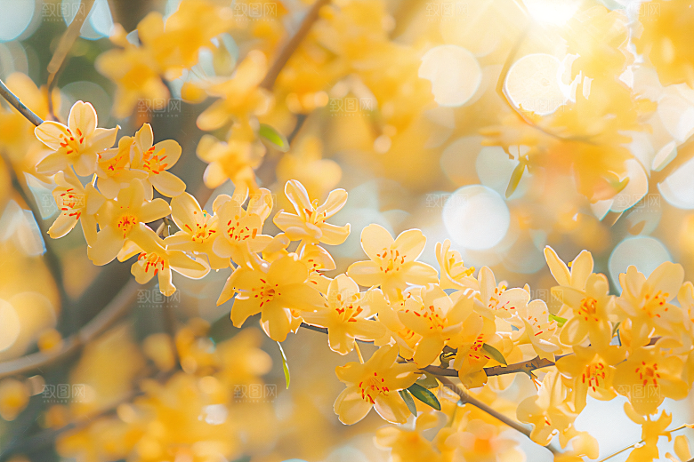 桂花四季桂花卉摄影图