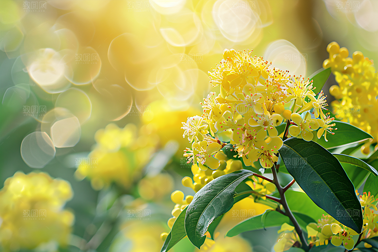 桂花花卉四季桂摄影图