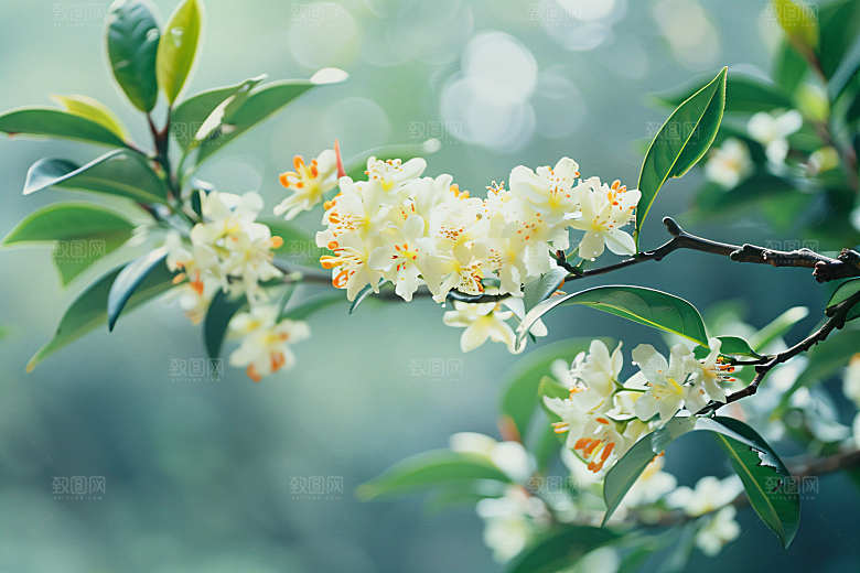 桂花四季桂花朵摄影图