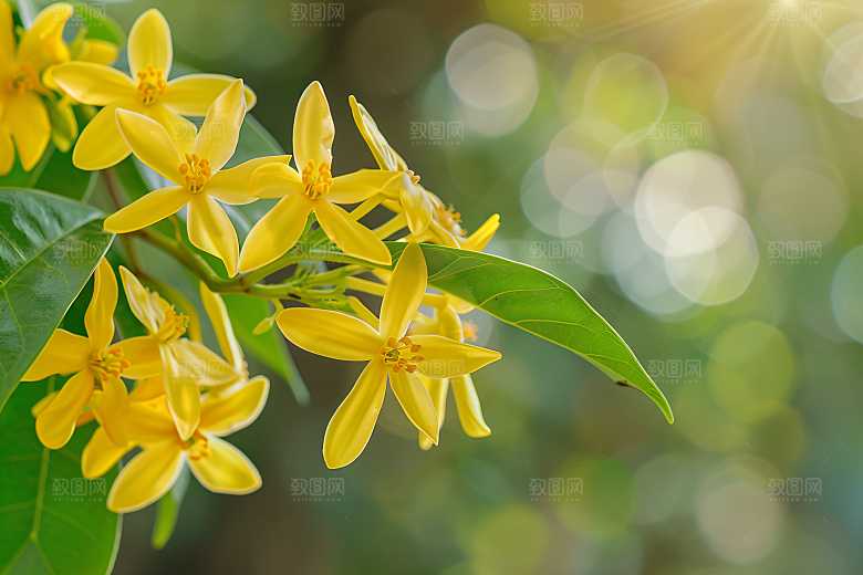 桂花四季桂芳香摄影图