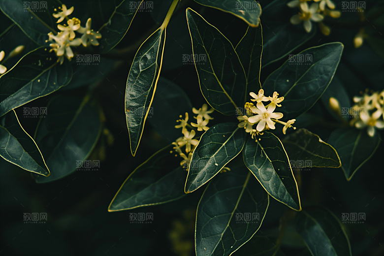 桂花初秋秋季摄影图