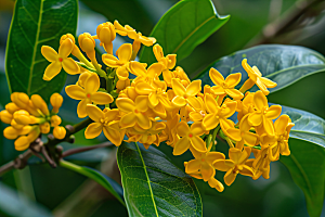 桂花秋季金桂摄影图