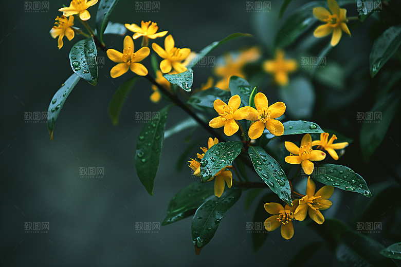 桂花高清初秋摄影图