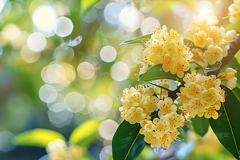 桂花植物四季桂摄影图