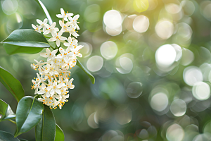 桂花芳香花朵摄影图