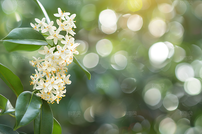 桂花芳香花朵摄影图