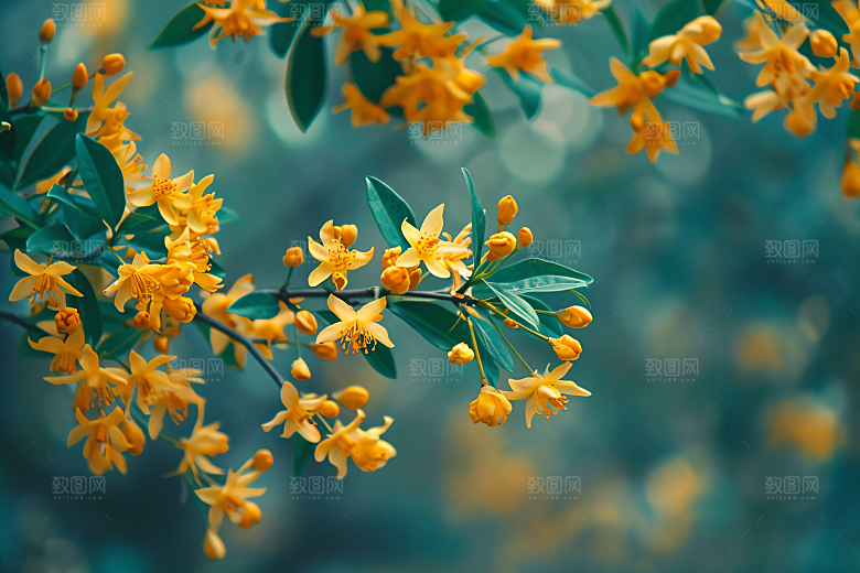 桂花四季桂初秋摄影图