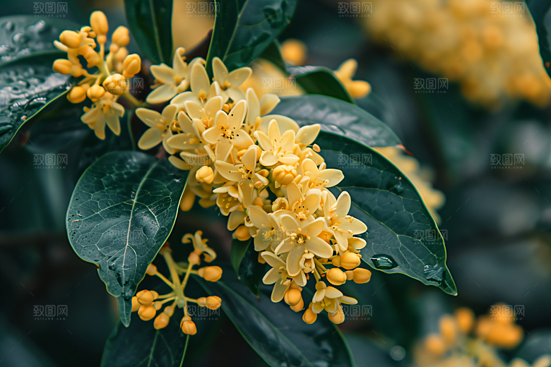 桂花清新自然摄影图