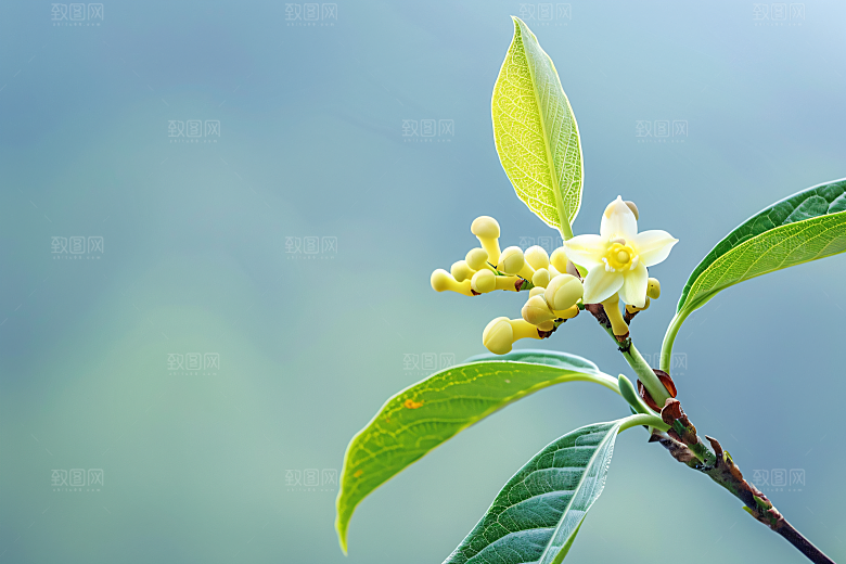桂花自然植物摄影图