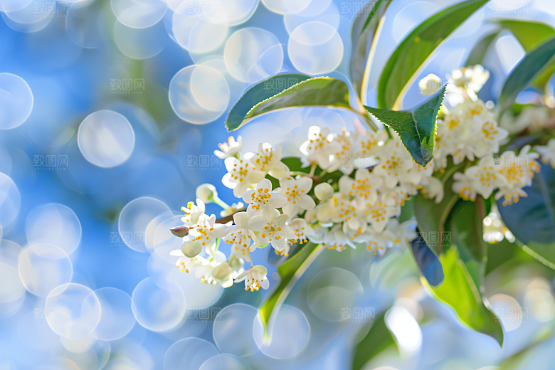 桂花四季桂植物摄影图