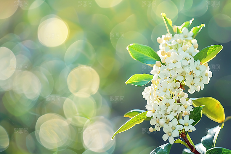 桂花秋季花卉摄影图