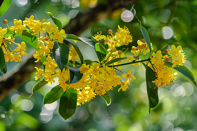 桂花清新花朵摄影图