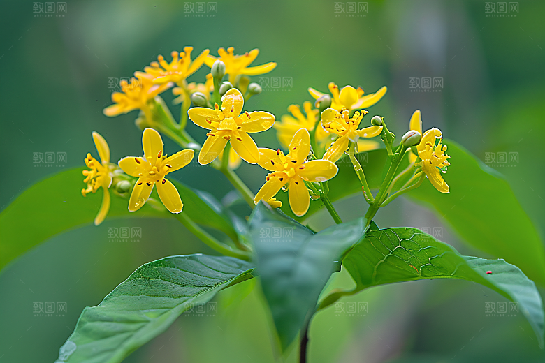 桂花芬芳初秋摄影图