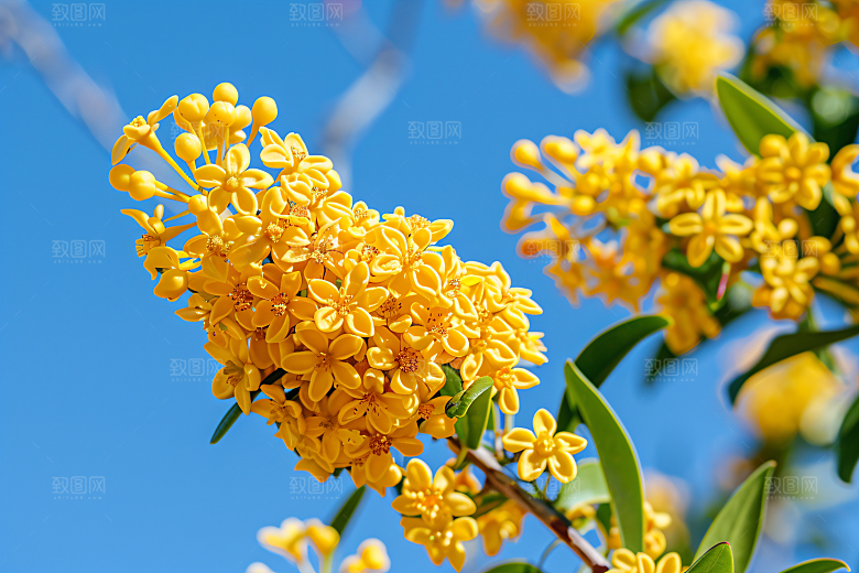 桂花芳香自然摄影图