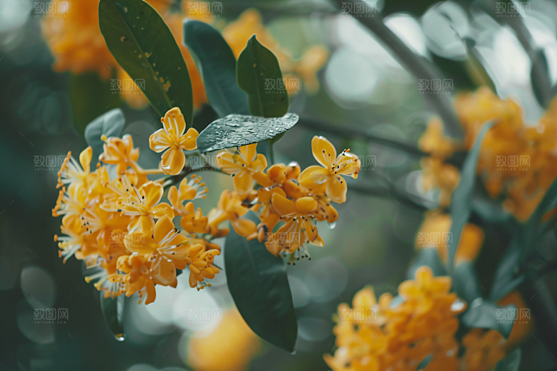 桂花花朵自然摄影图